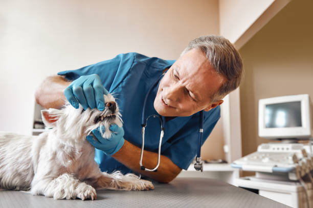 Best Knocked-Out Tooth (Avulsed Tooth) Treatment in Warsaw, NC